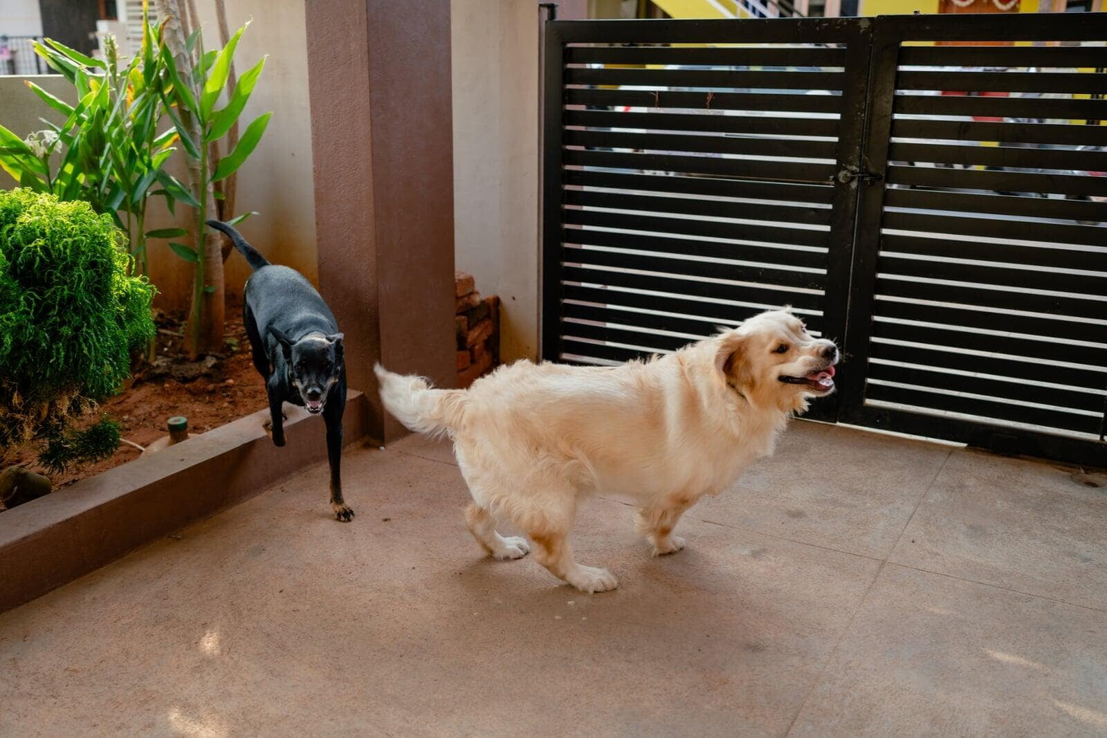 Property Pets